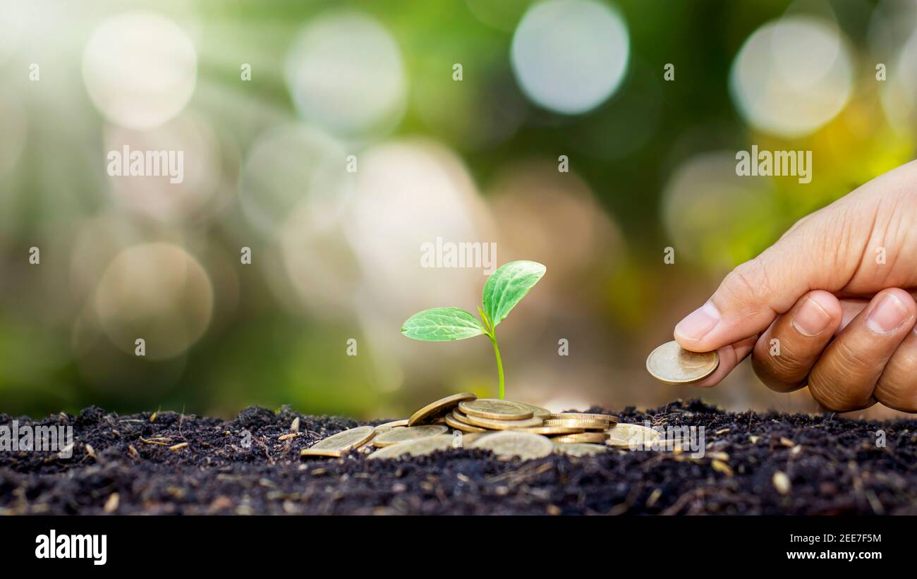 Planting trees on pile of money in the ground and blurred green nature background, financial and investment ideas for business growth. Stock Photo