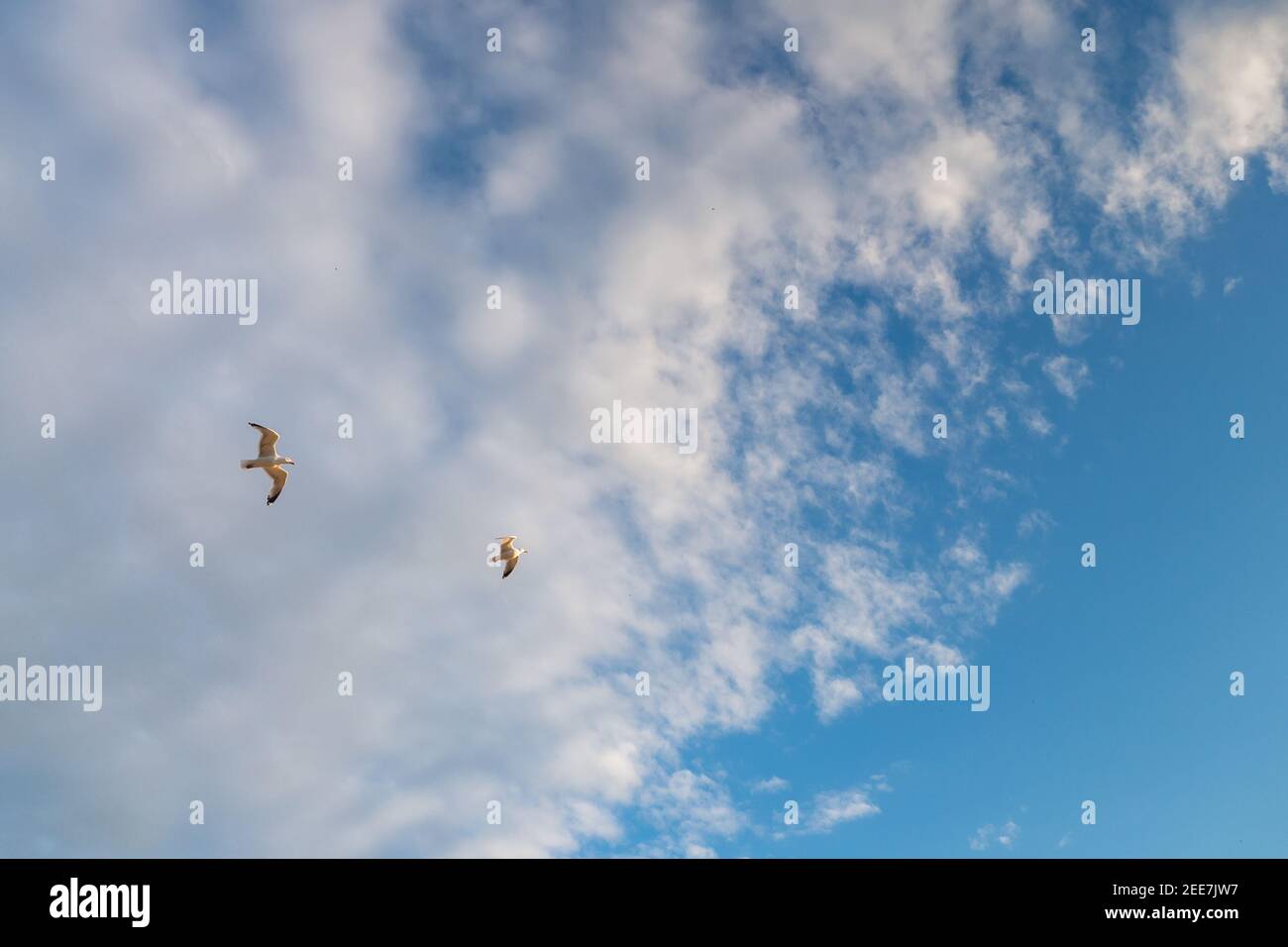 Two seagulls flying against the background of clouds towards the blue sky. Striving for a better life. A symbol of freedom and love. Copy space. Stock Photo
