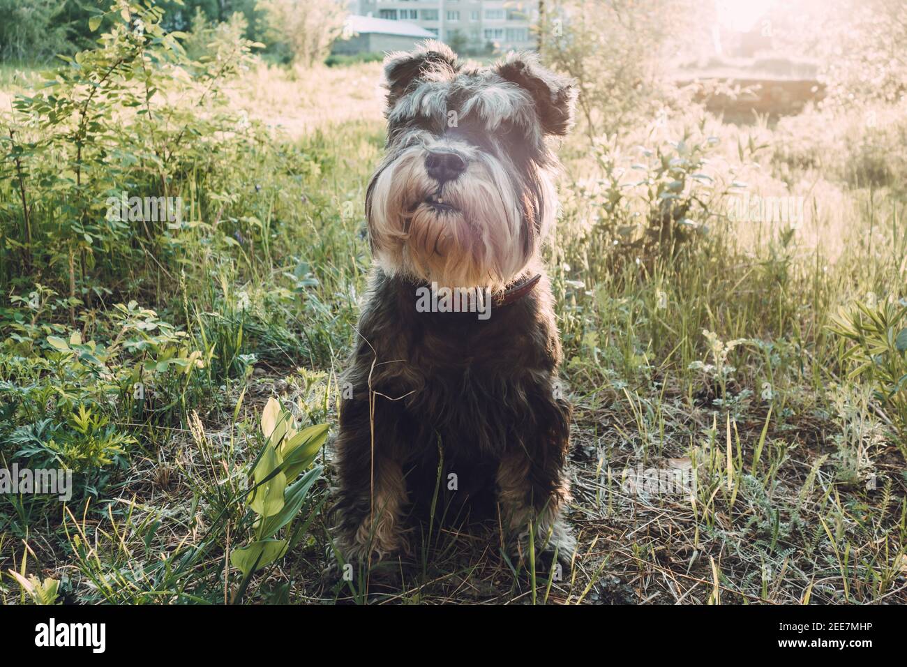 Portrait of a dog for a walk in the park in the evening sun. Active pets on hikes, active dogs. A miniature schnauzer sits on the grass at sunset. Stock Photo