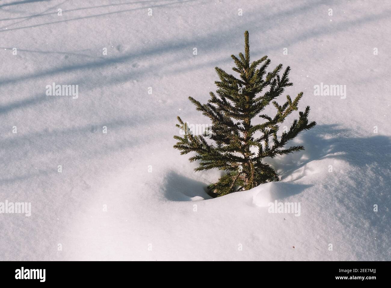 One little Christmas tree, among a snowy field on a bright sunny day. An evergreen tree in winter. Close-up. Copy space. Stock Photo