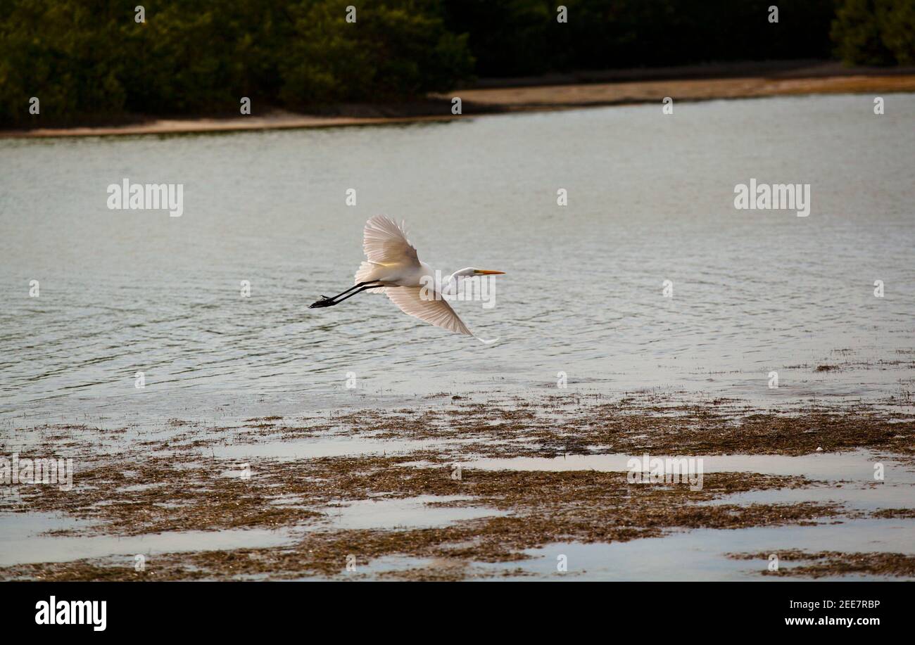 Egret flying at lagoon, Tigertail Beach, Marco Island, Florida Stock Photo