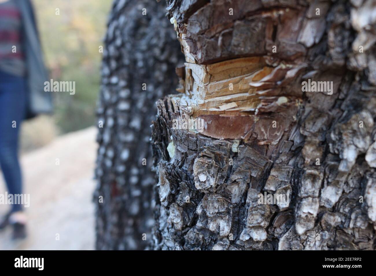 Close up tree bark Stock Photo