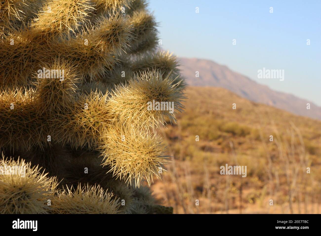 Jumping cactus hires stock photography and images Alamy