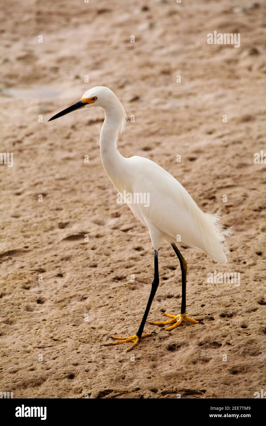 Egret at lagoon, Tigertail Beach, Marco Island, Florida Stock Photo