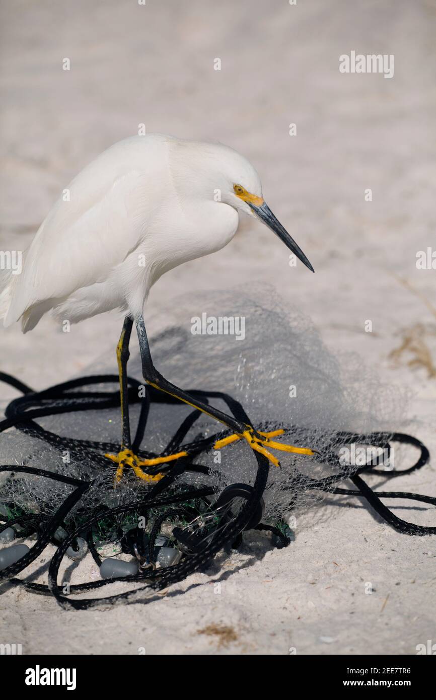 Snowy egret and fishing net on Tigertail Beach, Florida Stock Photo