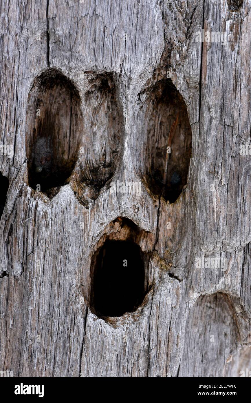 Holes in a driftwood log resemble a skull face Stock Photo