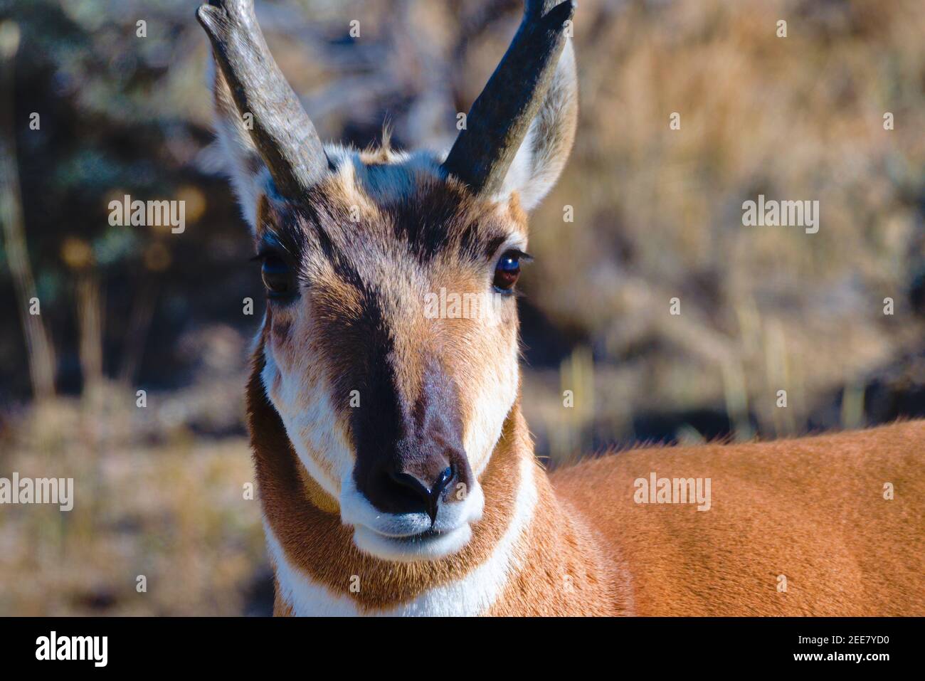 Pronghorn Buck portrait from the plains of Wyoming Stock Photo