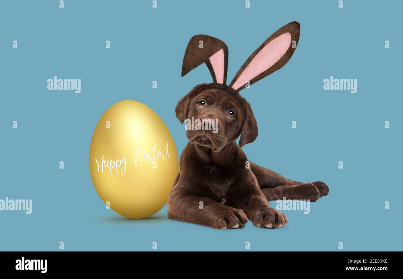 a chocolate labrador puppy with furry Easter ears laying next to a golden Easter egg Stock Photo