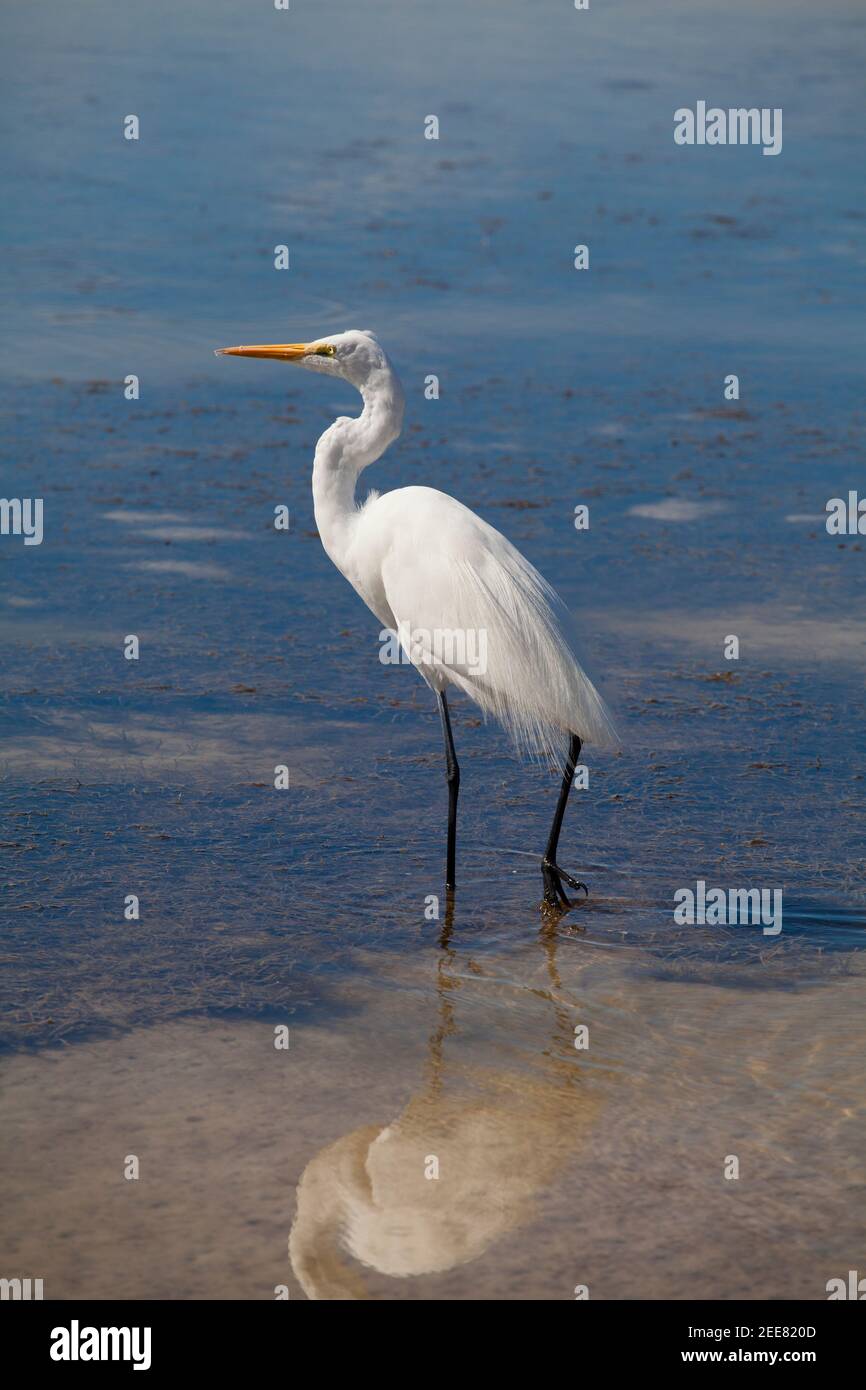 Great Egret at lagoon, Tigertail Beach, Marco Island, Florida Stock Photo
