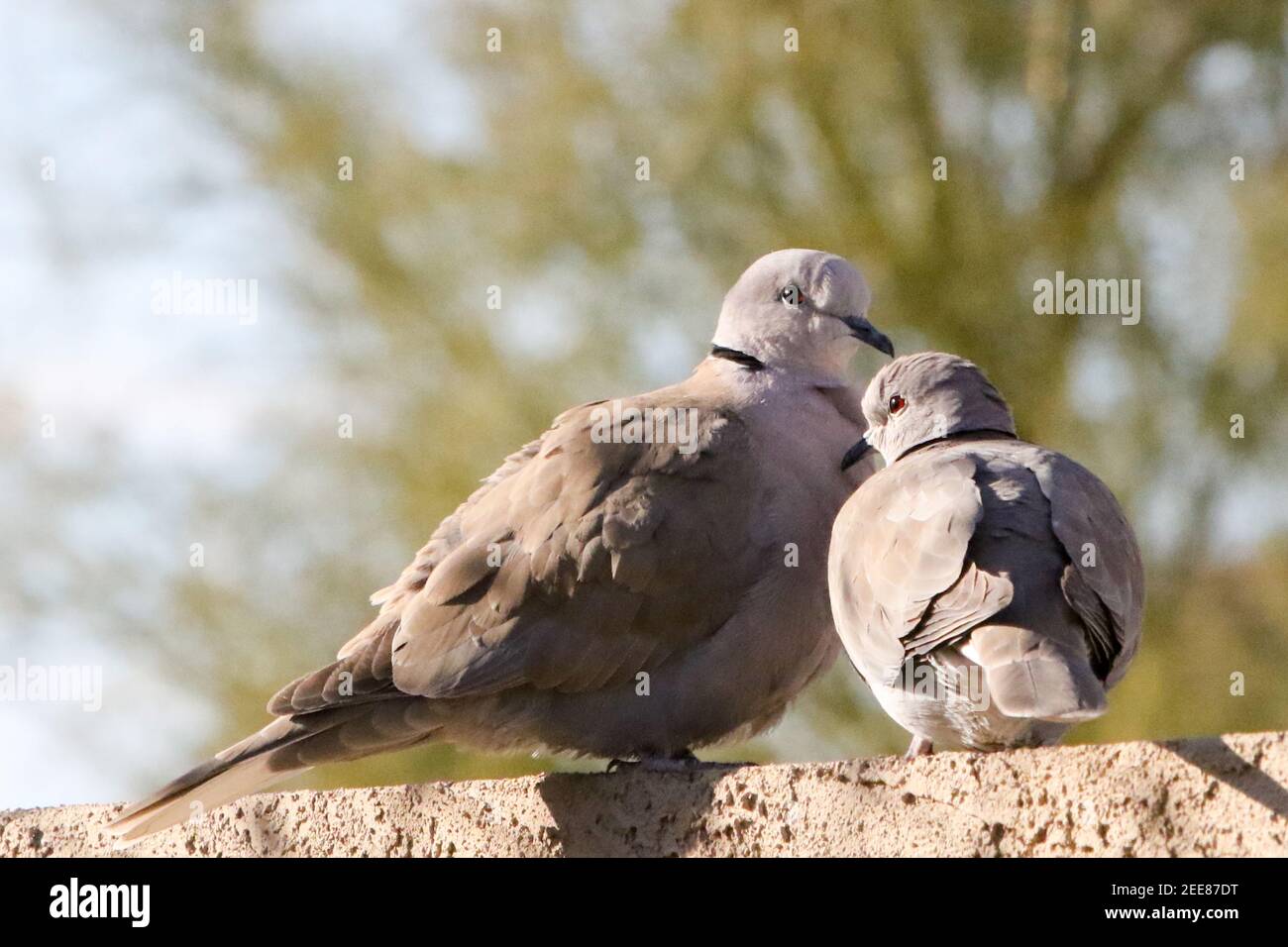 Eurasian collared doves hires stock photography and images Alamy