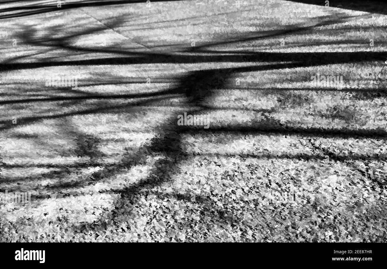 A tree and its branches create odd shapes on the asphalt on a path through a park in Kagoshima city, Japan. Stock Photo