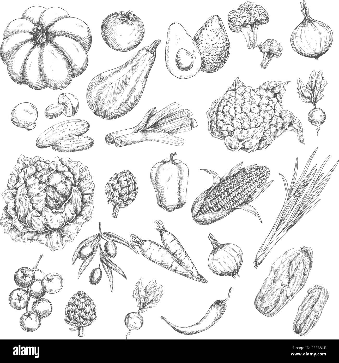 Vegetable harvest vector sketches. Isolated veggies corn or carrot, pumpkin and zucchini squash, broccoli or cauliflower cabbage, tomato, garlic, onio Stock Vector