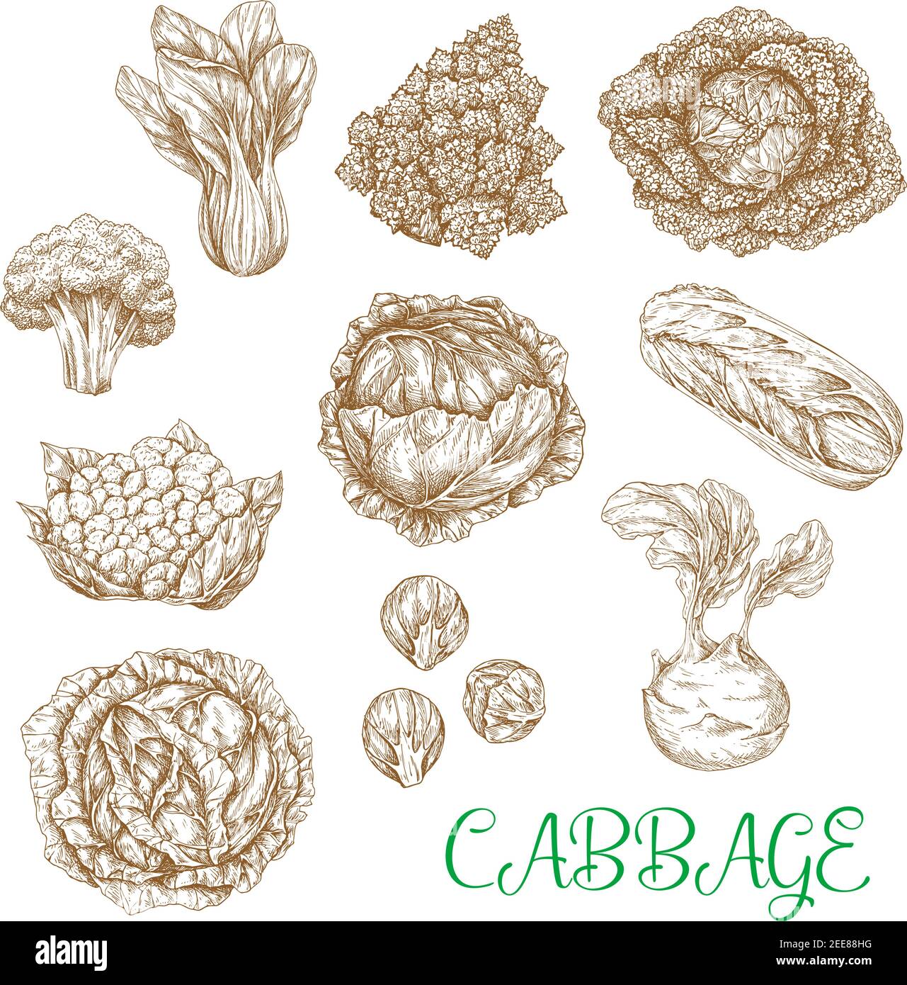 Cabbages vegetables sorts vector sketches. Set of leafy veggies white and red cabbage or cauliflower, chinese napa and romanesco broccoli, kohlrabi an Stock Vector