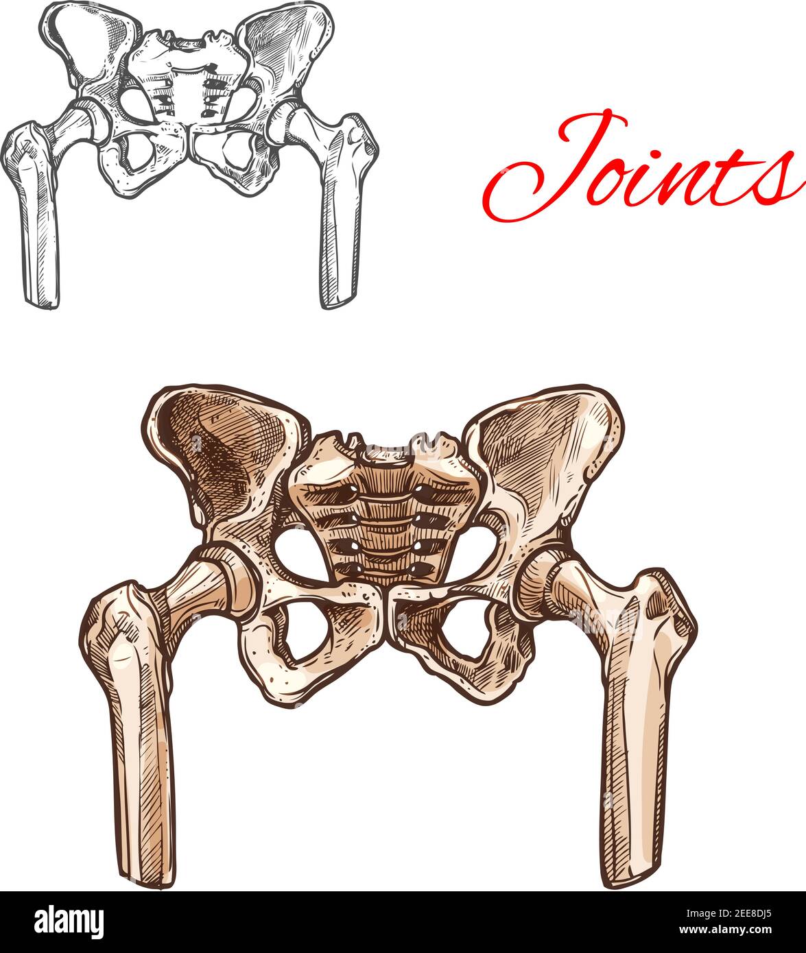 Human pelvis bones and sacrum joints vector sketch body anatomy icon. Isolated symbol of renal pelvis or spine part of skeleton structure for anatomic Stock Vector