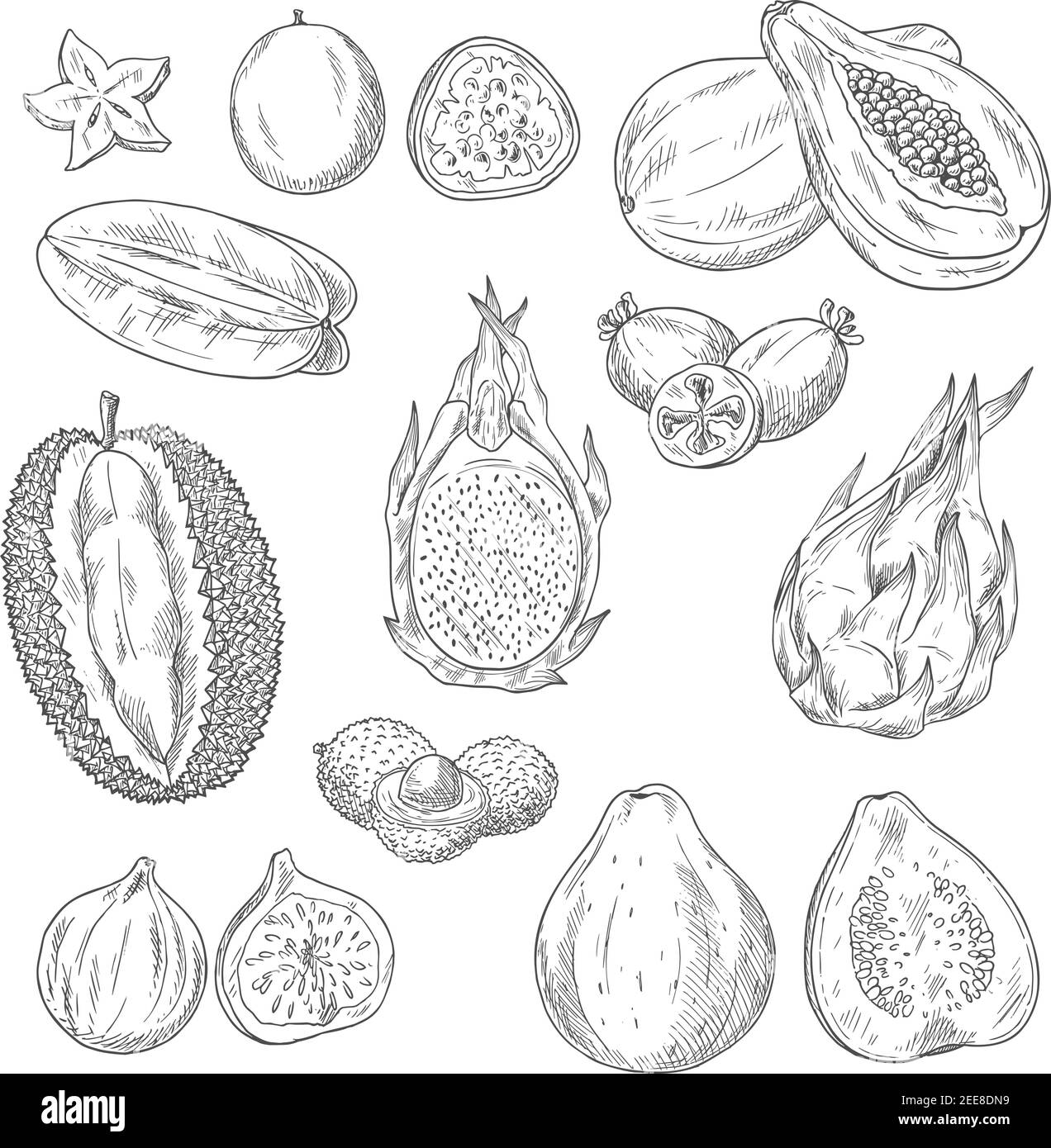 Exotic fruits vector sketches. Papaya and mango, passionfruit maracuya and carambola, durian or figs, juicy guava or avocado and feijoa, lychee and ma Stock Vector