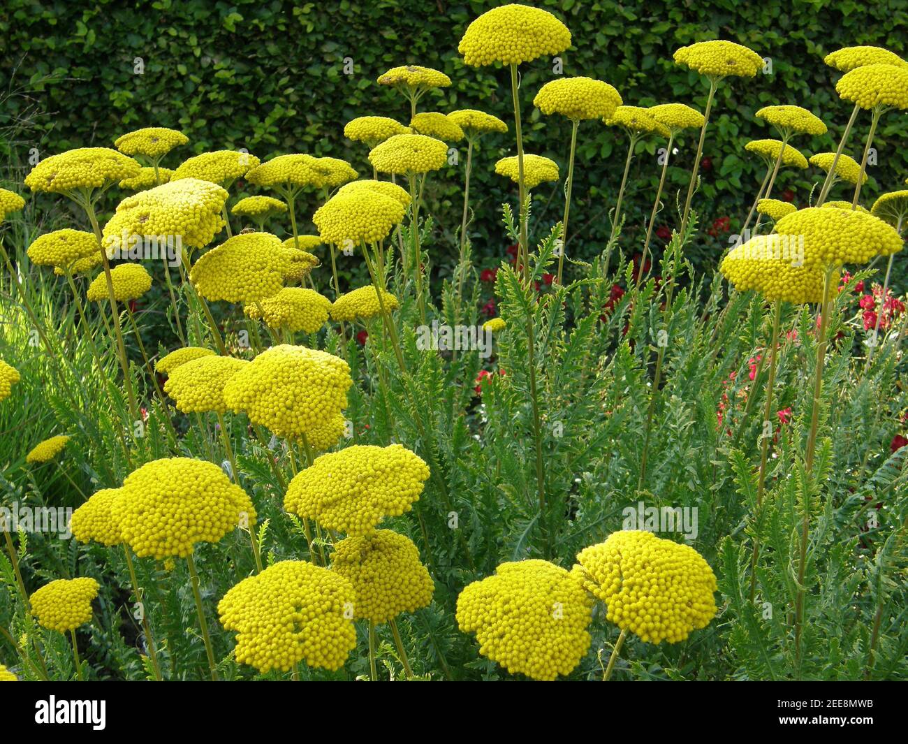 Yellow yarrow (Achillea filipendulina) Parker's Variety blooms in a garden in August Stock Photo