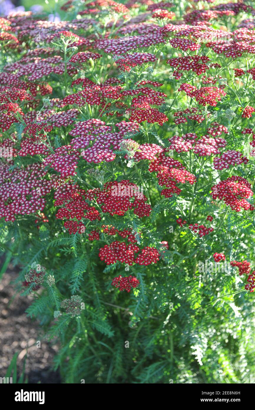 Common yarrow (Achillea millefolium) Laura flowers in a garden in July 2010 Stock Photo