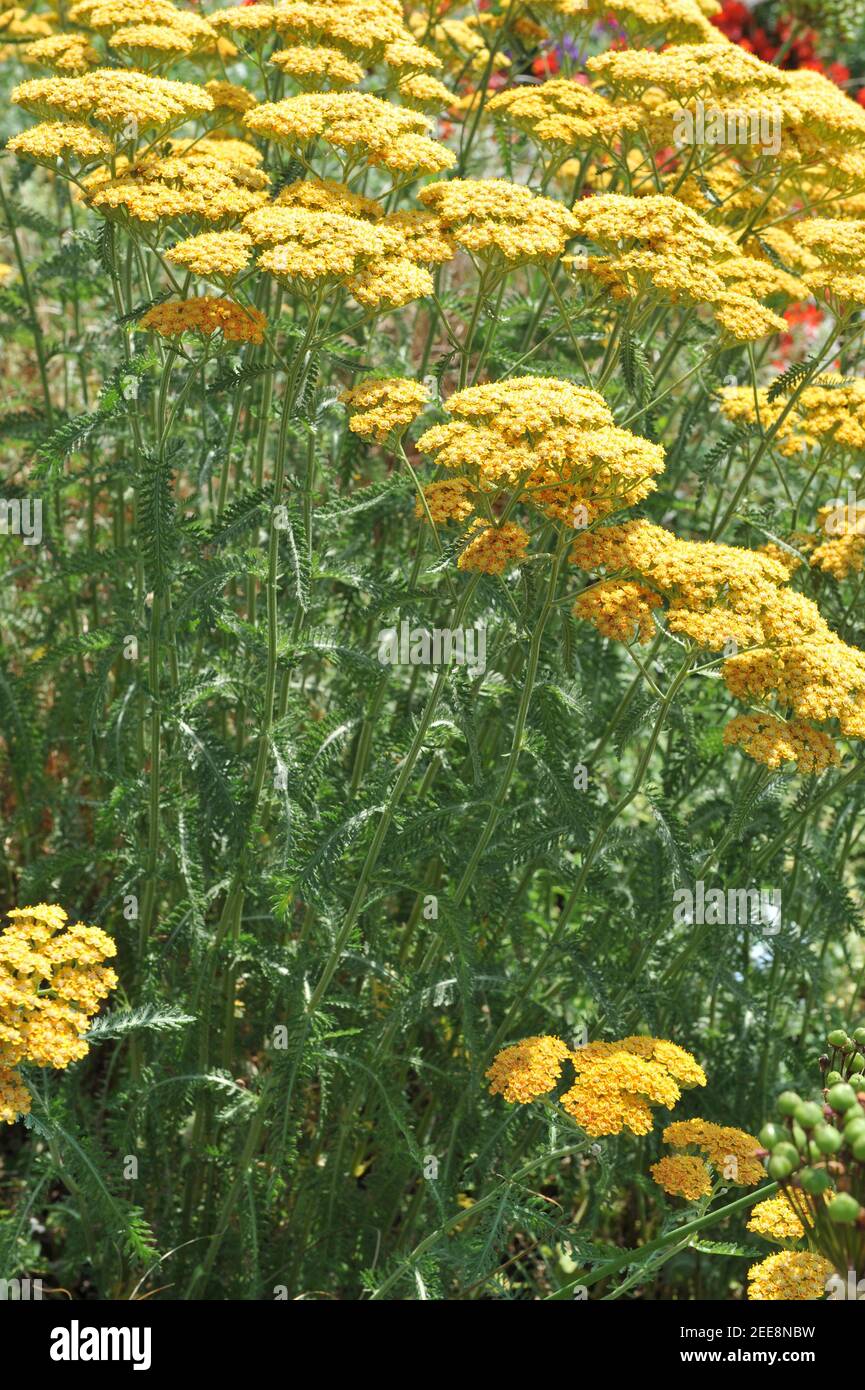 Yarrow (Achillea) Terracotta flowers in a garden in July Stock Photo
