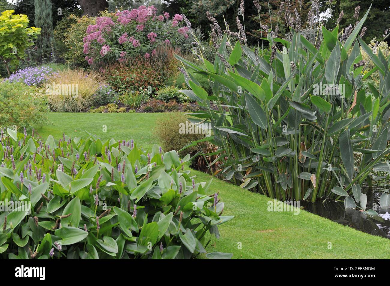 Planted in water heart-leaved pickerel weed (Pontederia cordata) and powdery alligator-flag (Thalia dealbata) bloom in a pond in Beth Chatto garden Stock Photo