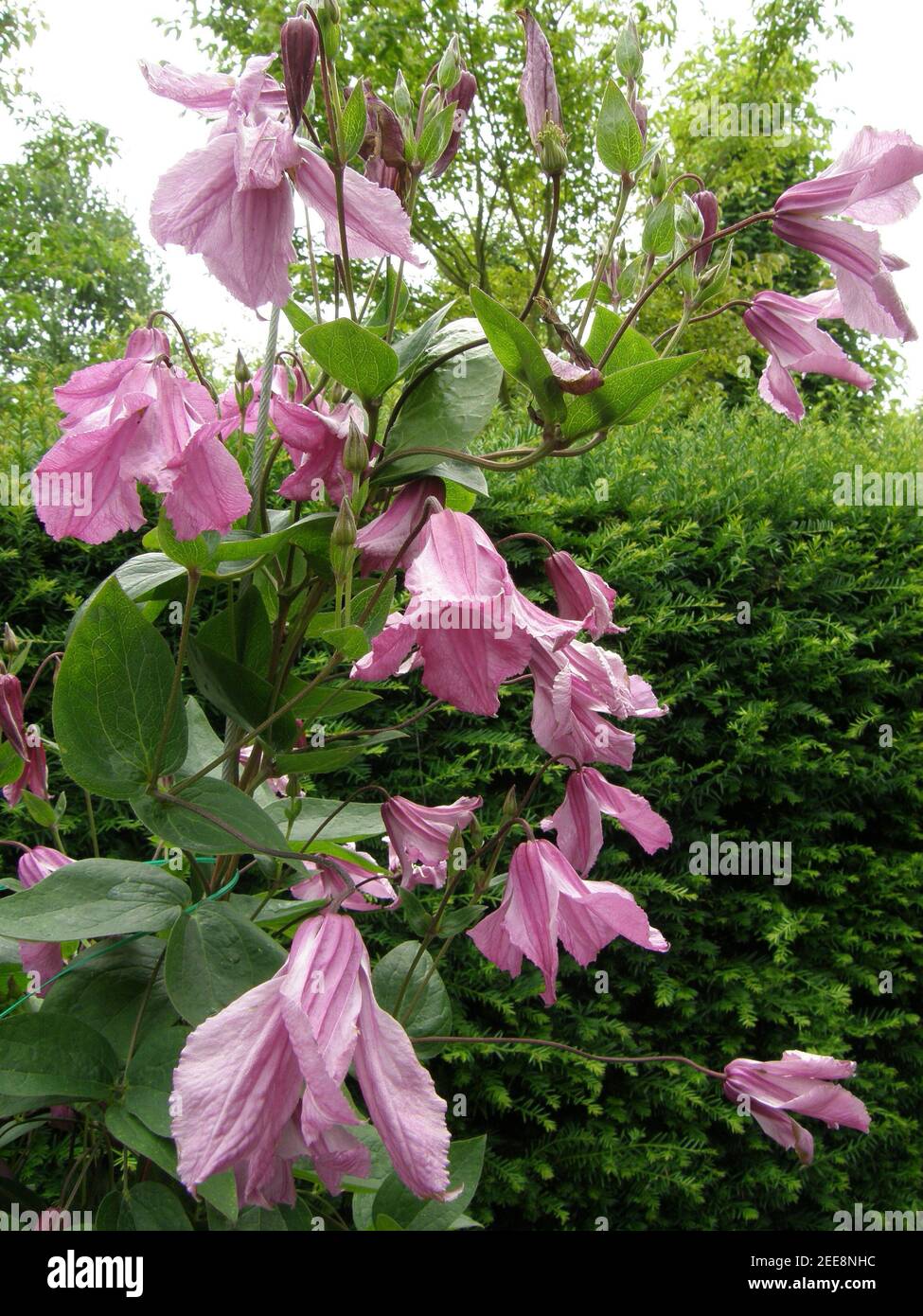 Pink Clematis integrifolia Alionushka blooms in a garden in July Stock Photo