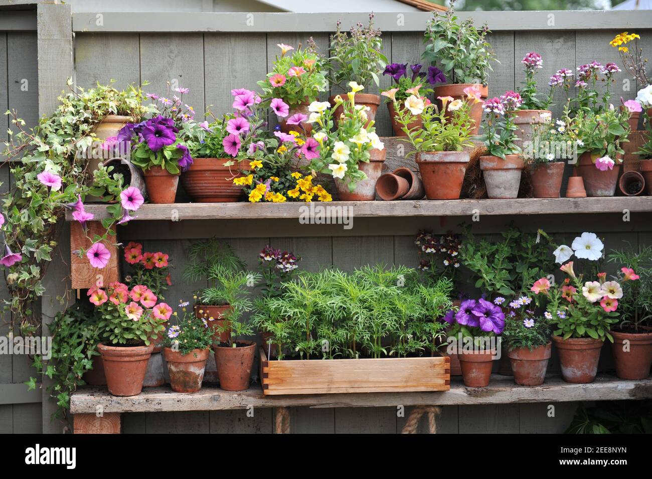 Petunia, nemesia and vegetable seedlings in terra cotta and wooden pots on fence shelves in a garden Stock Photo
