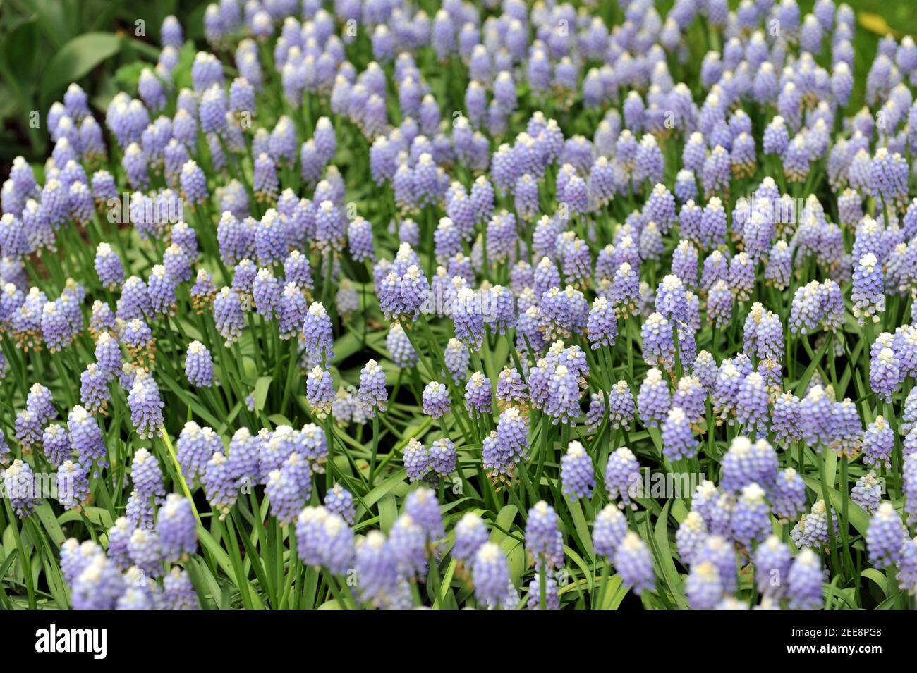 Aucher-Eloy grape hyacinth (Muscari aucheri) Ocean Magic blooms in a garden in April Stock Photo