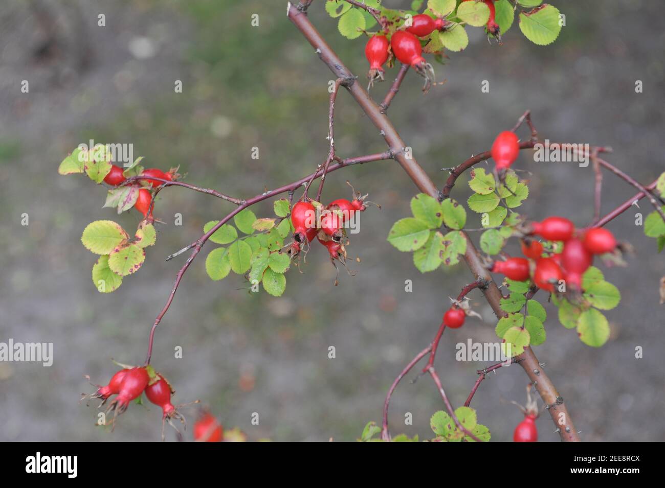 Red hips of species Rosa forrestiana in a garden in September Stock Photo
