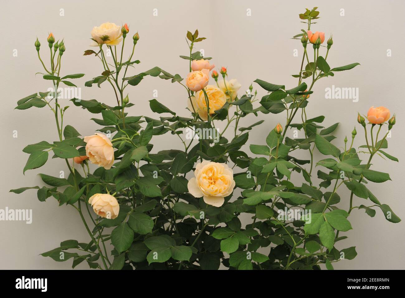 Orange-peach shrub English rose (Rosa) Roald Dahl blooms on an exhibition in May Stock Photo