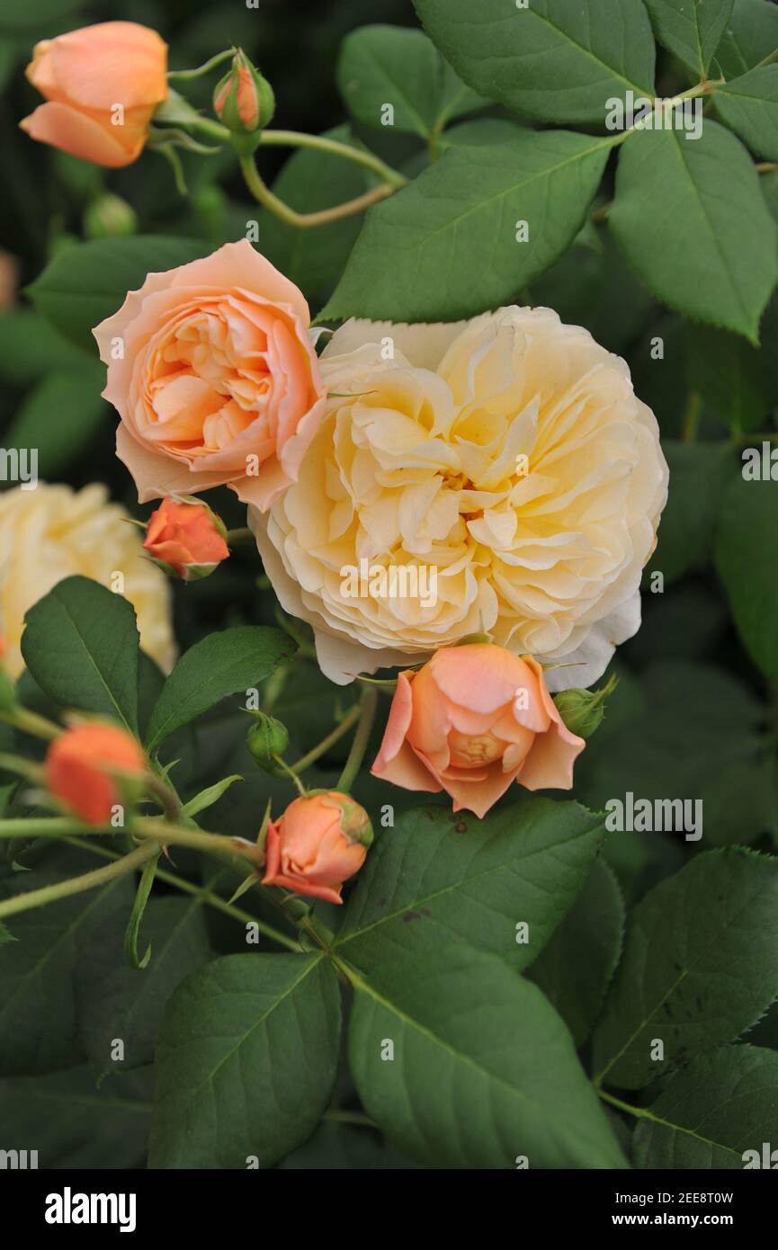 Orange-peach shrub English rose (Rosa) Roald Dahl blooms on an exhibition  in May Stock Photo - Alamy