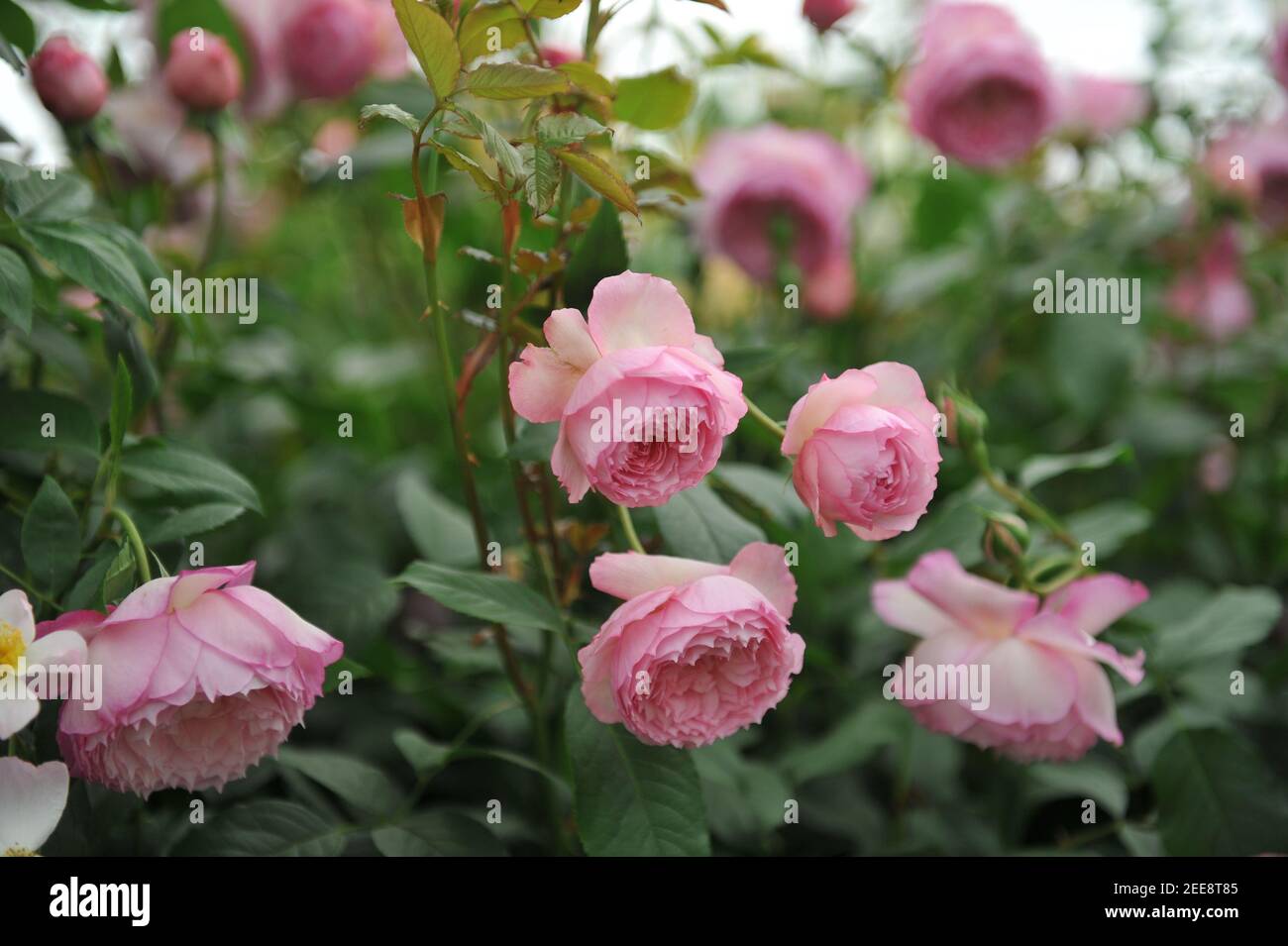 Pink shrub English rose (Rosa) The Mill On The Floss blooms on an  exhibition in May Stock Photo - Alamy