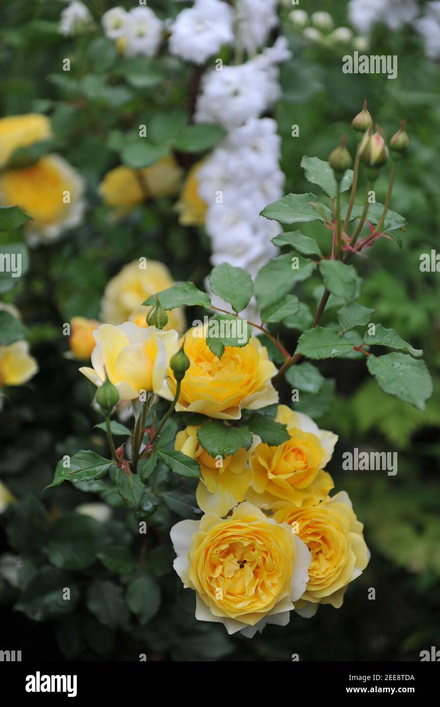 Yellow shrub English rose (Rosa) The Poet's Wife blooms in a garden Stock Photo