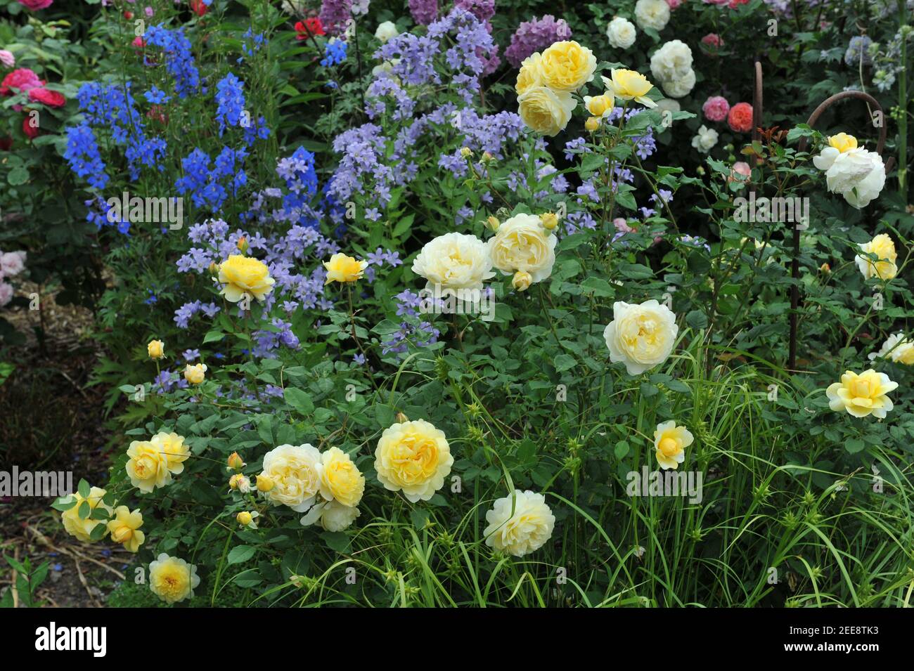 Yellow shrub English rose (Rosa) The Poet's Wife blooms in a garden flower border in June Stock Photo