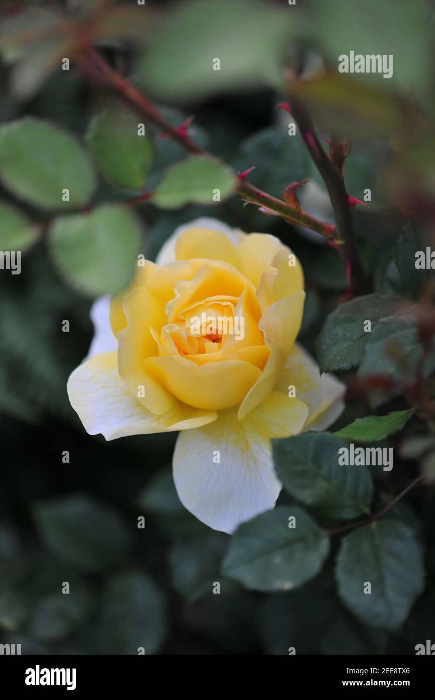 Yellow shrub English rose (Rosa) The Poet's Wife blooms in a garden