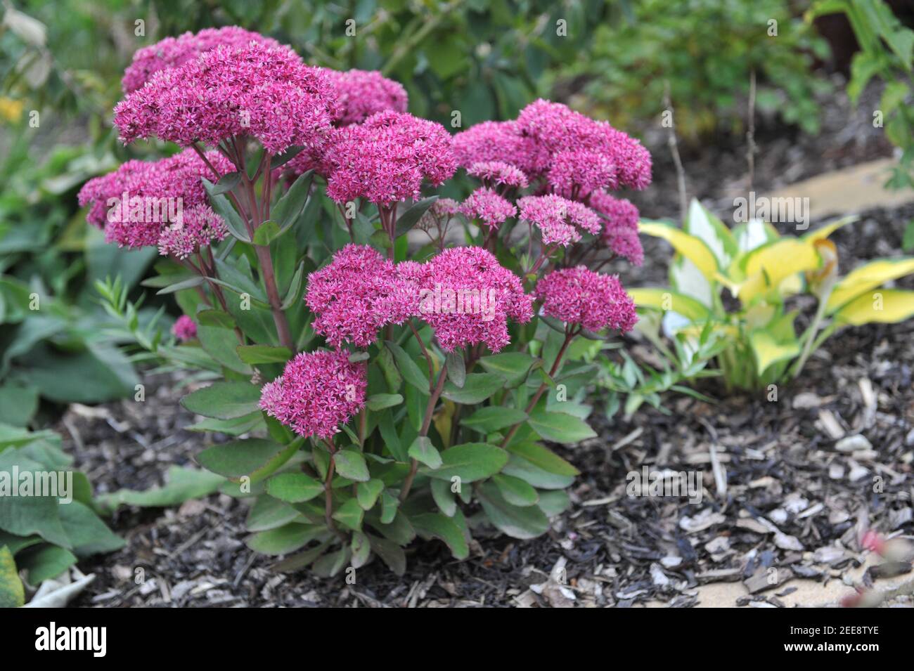 Purple stonecrop (Sedum, Hylotelephium) Mr Goodbud blooms in a garden in September Stock Photo