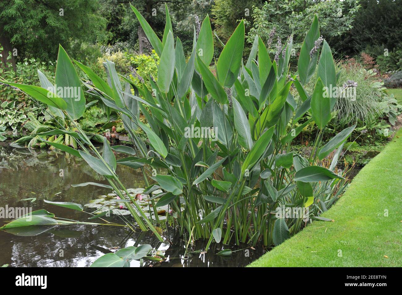 Planted in water powdery alligator-flag (Thalia dealbata) blooms in a pond in a garden in September Stock Photo