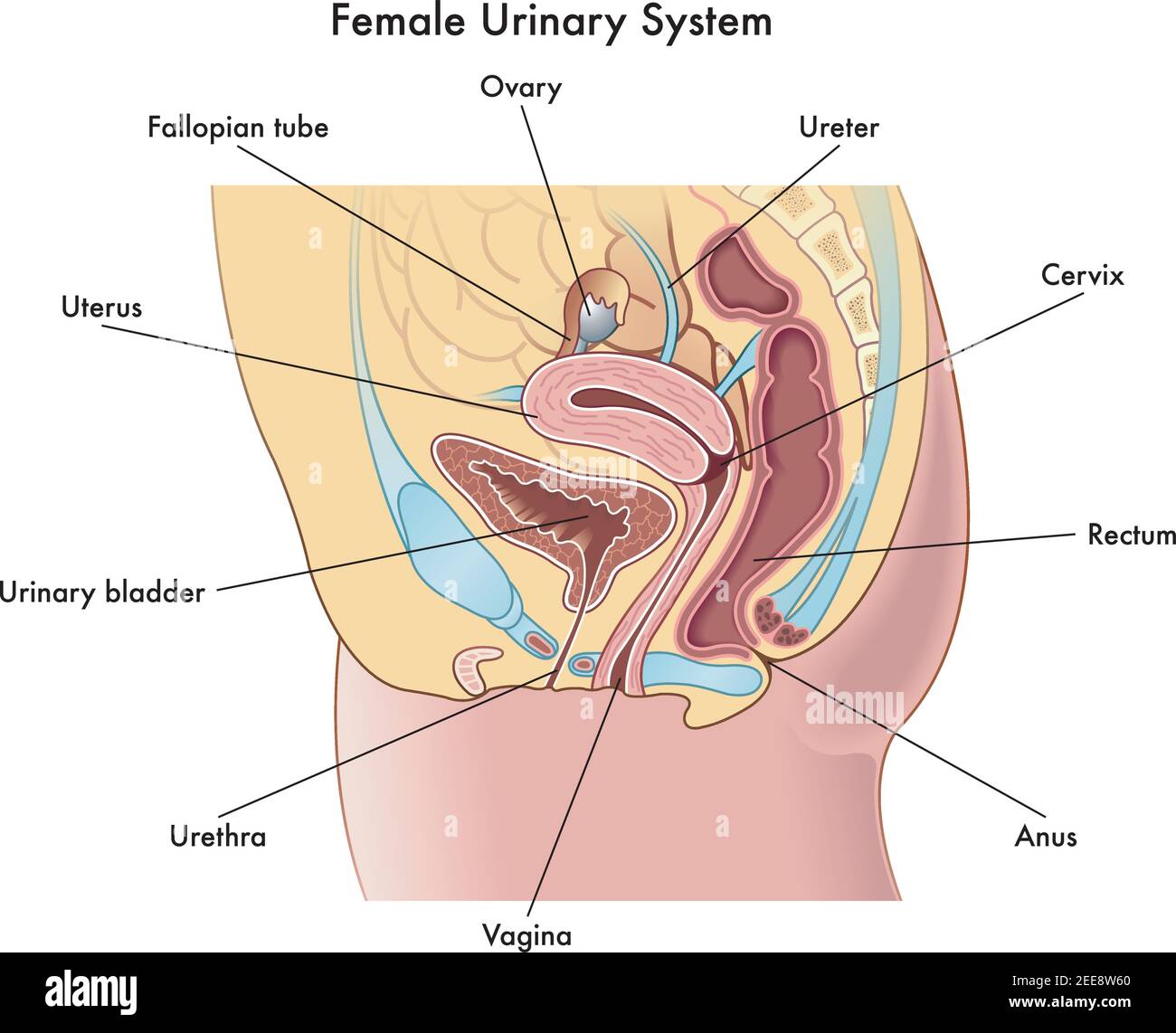 Medical illustration shows the organs of the female urinary system, with annotations. Stock Vector