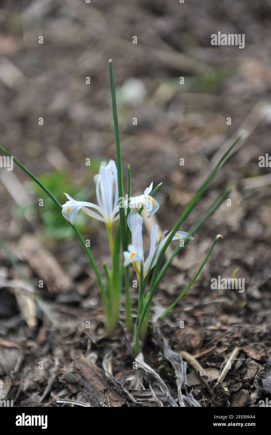White early bulbous iris (Iris reticulata) Natascha blooms in a garden in March Stock Photo