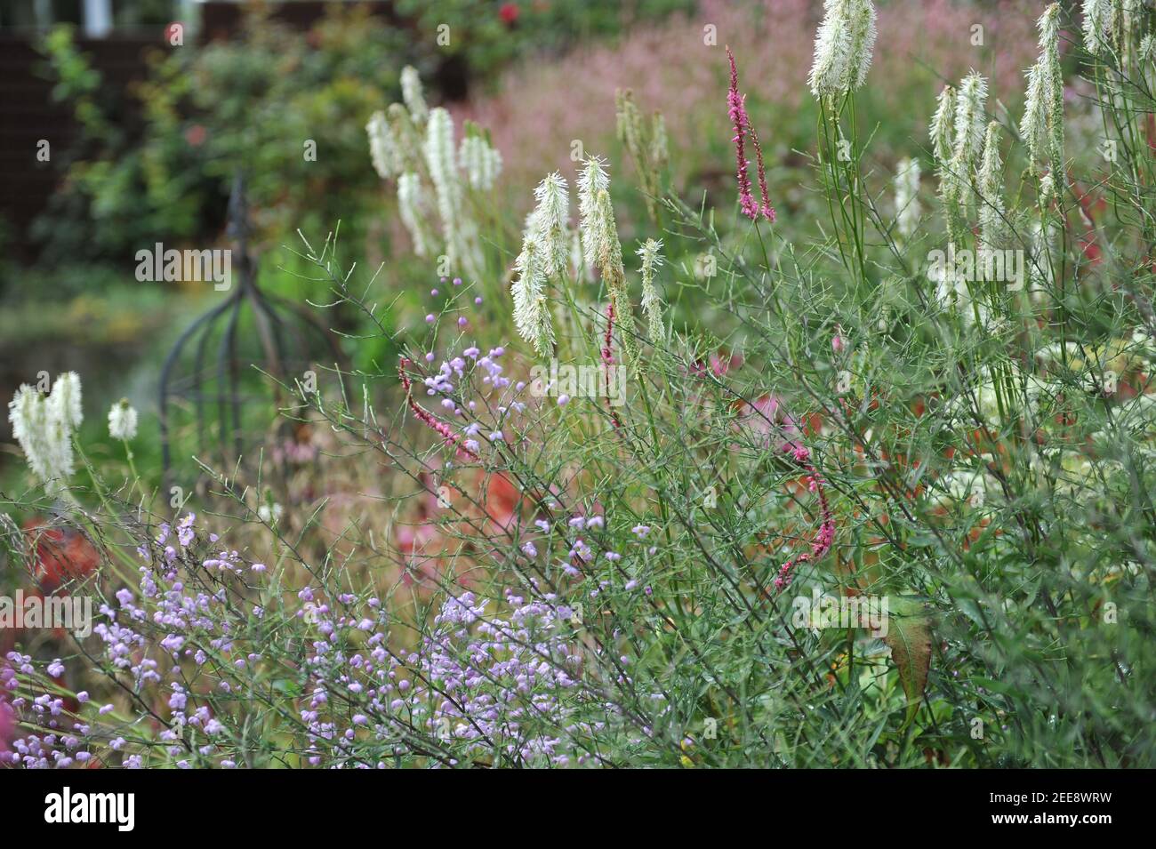 White canadian burnet (Sanguisorba canadensis) blooms in a garden in August Stock Photo