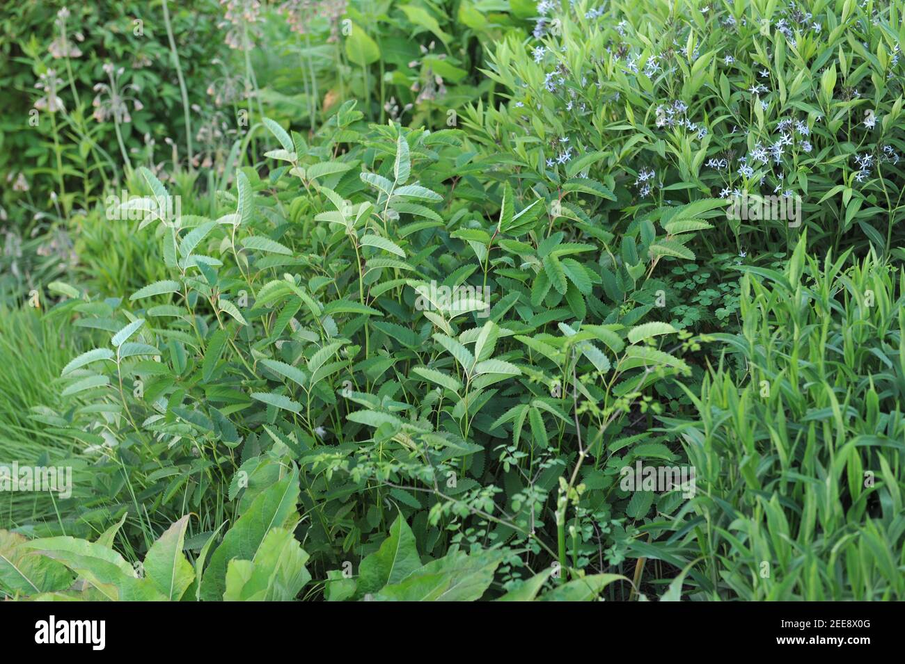 Lush green foliage of white canadian burnet (Sanguisorba canadensis) in a garden in May Stock Photo