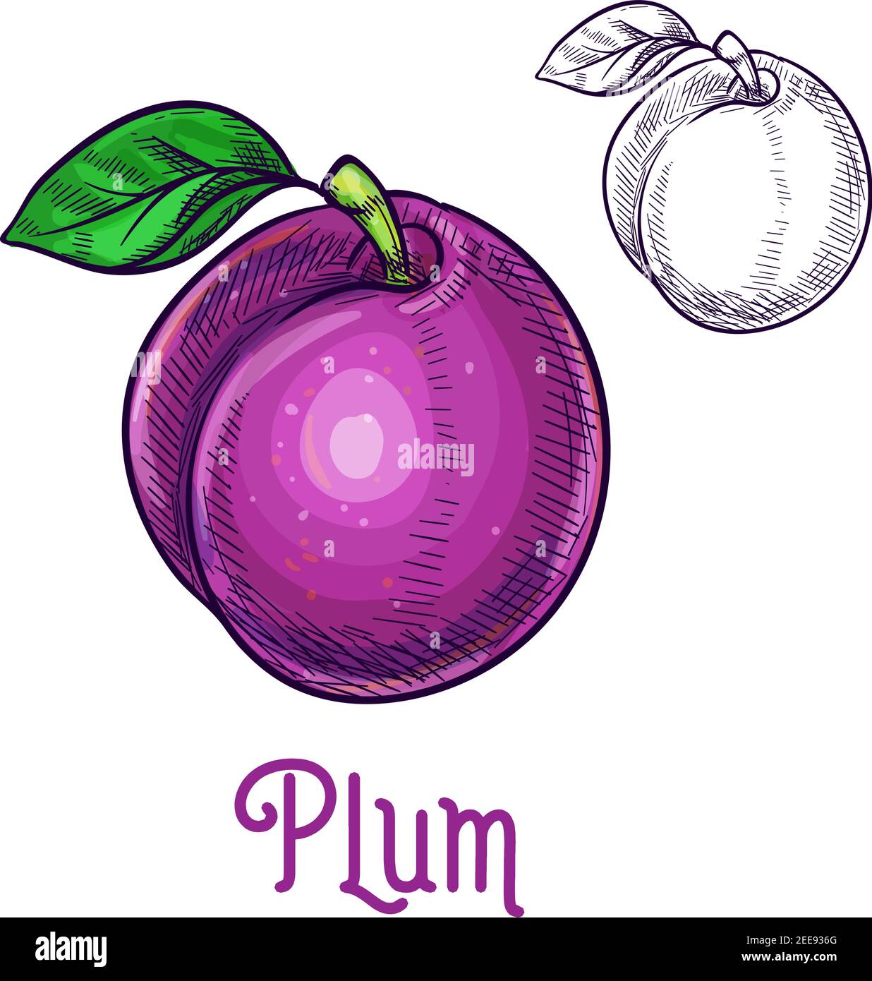 Plum fruit sketch. Vector isolated icon of fresh prune species with