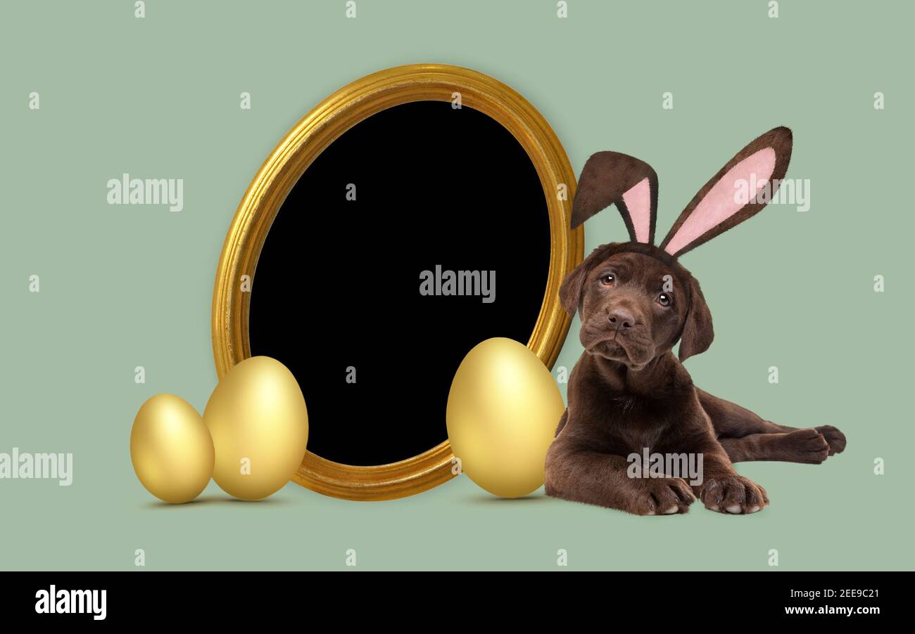 a chocolate labrador puppy with furry Easter ears laying next to golden