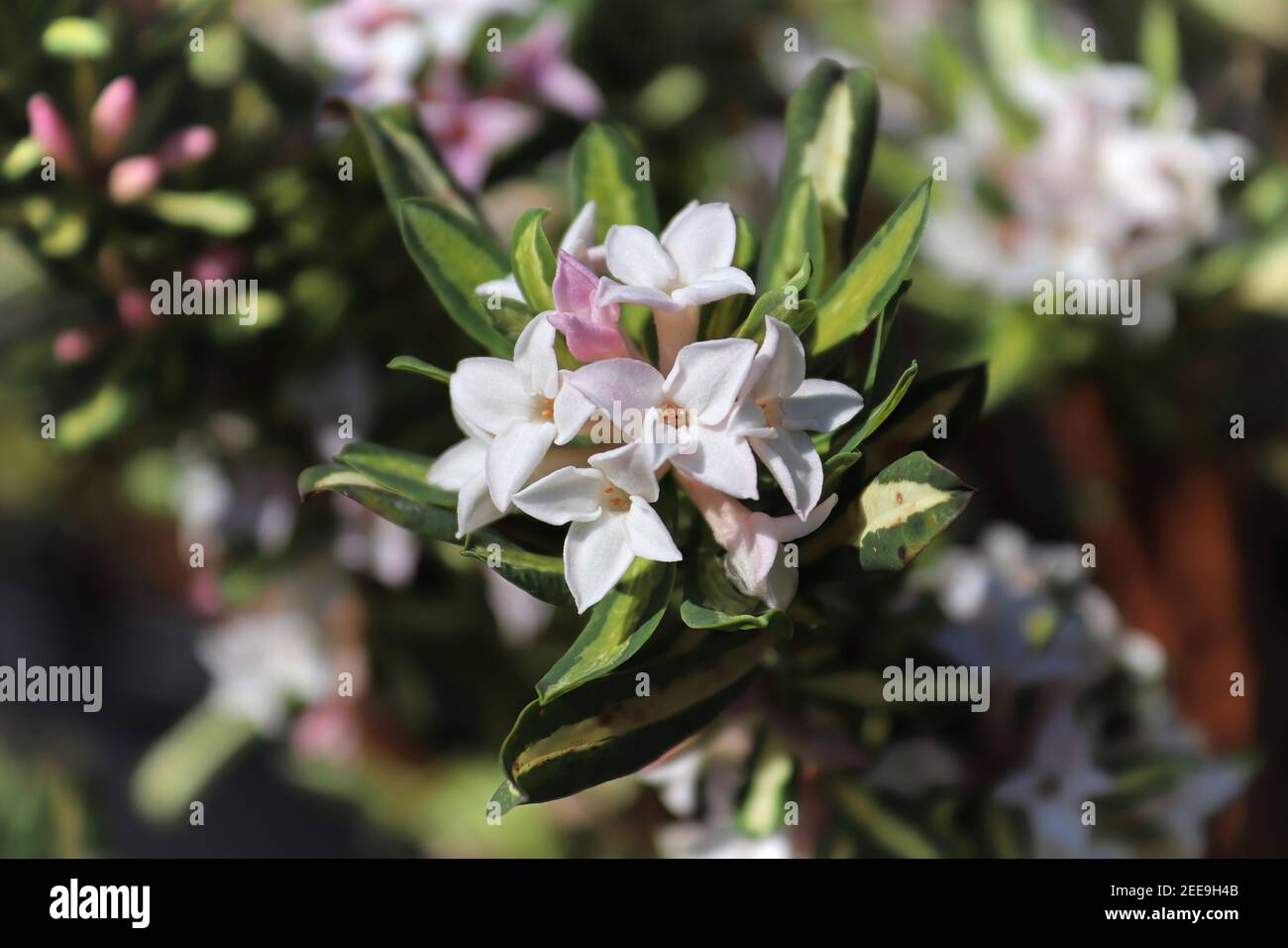 Clusters of daphne burkwoodii flower in full bloom Stock Photo