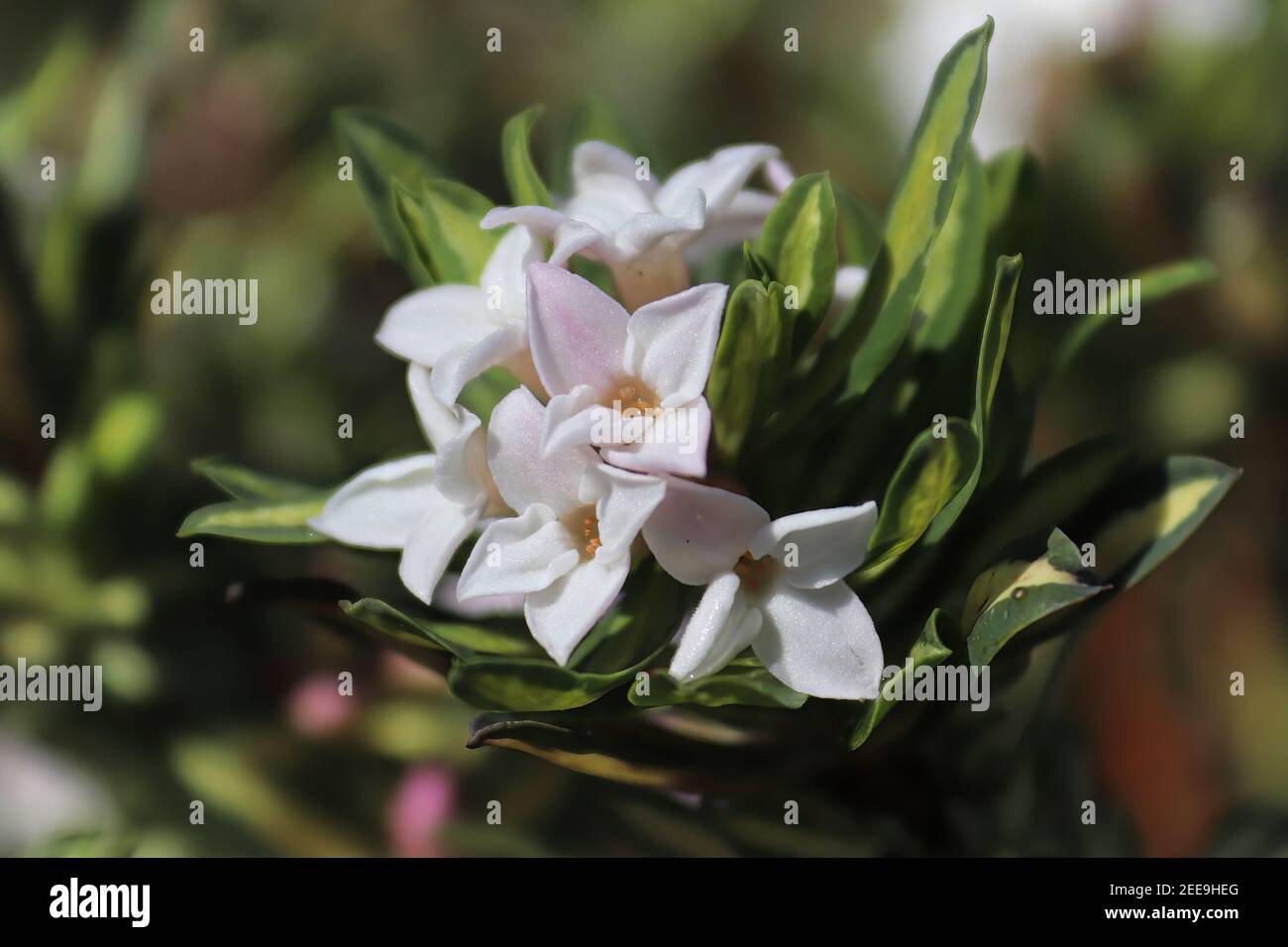 Closeup of pink flowers on a daphne shrub Stock Photo