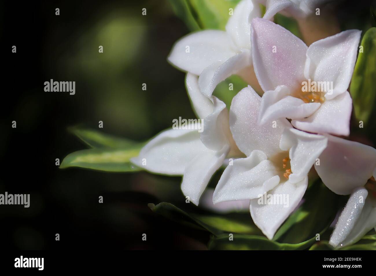 Macro of delicate Daphne flowers in bloom Stock Photo
