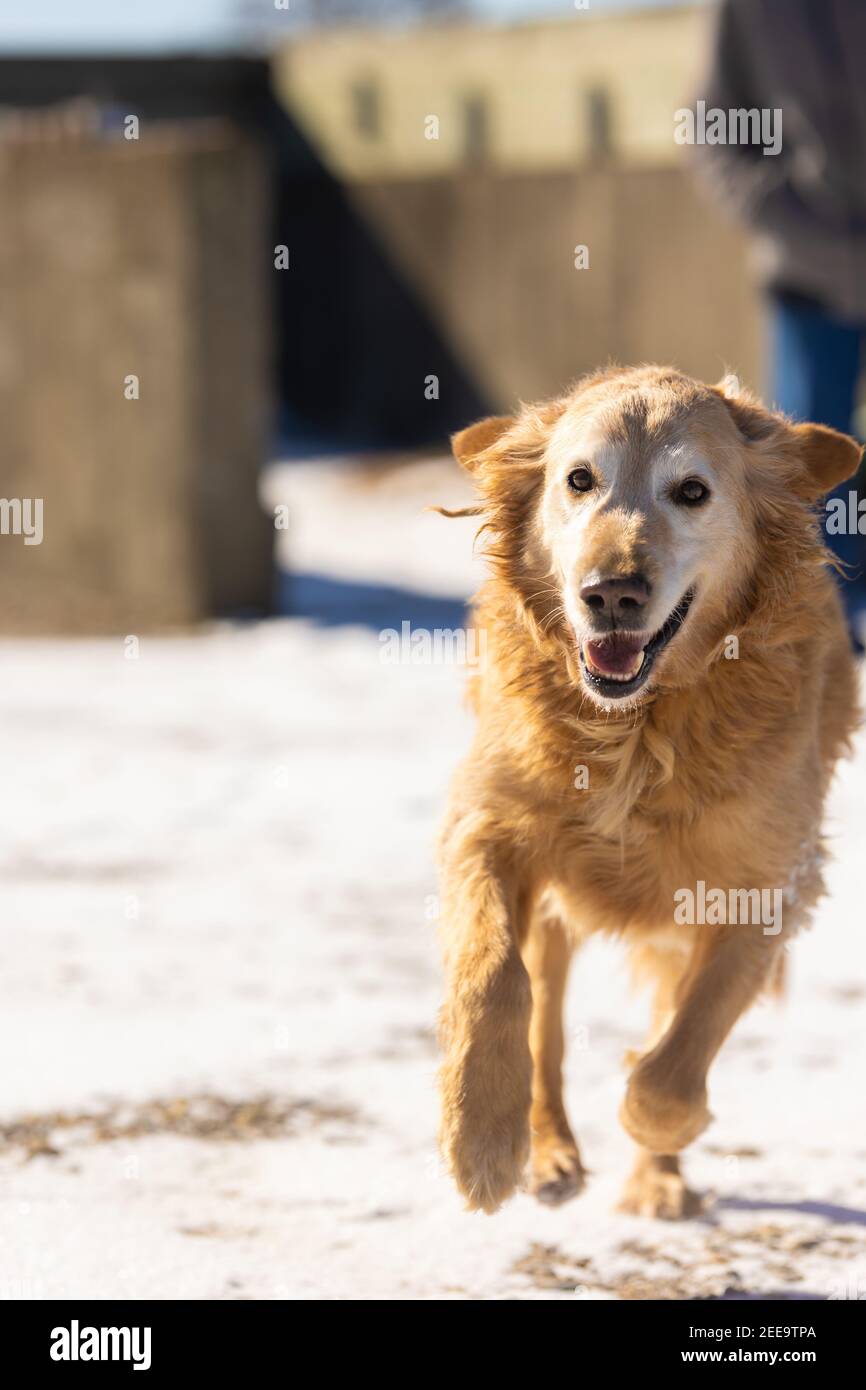 A golden retriever makes a run at me while I'm holding my camera.  The background is snowy and white. Stock Photo