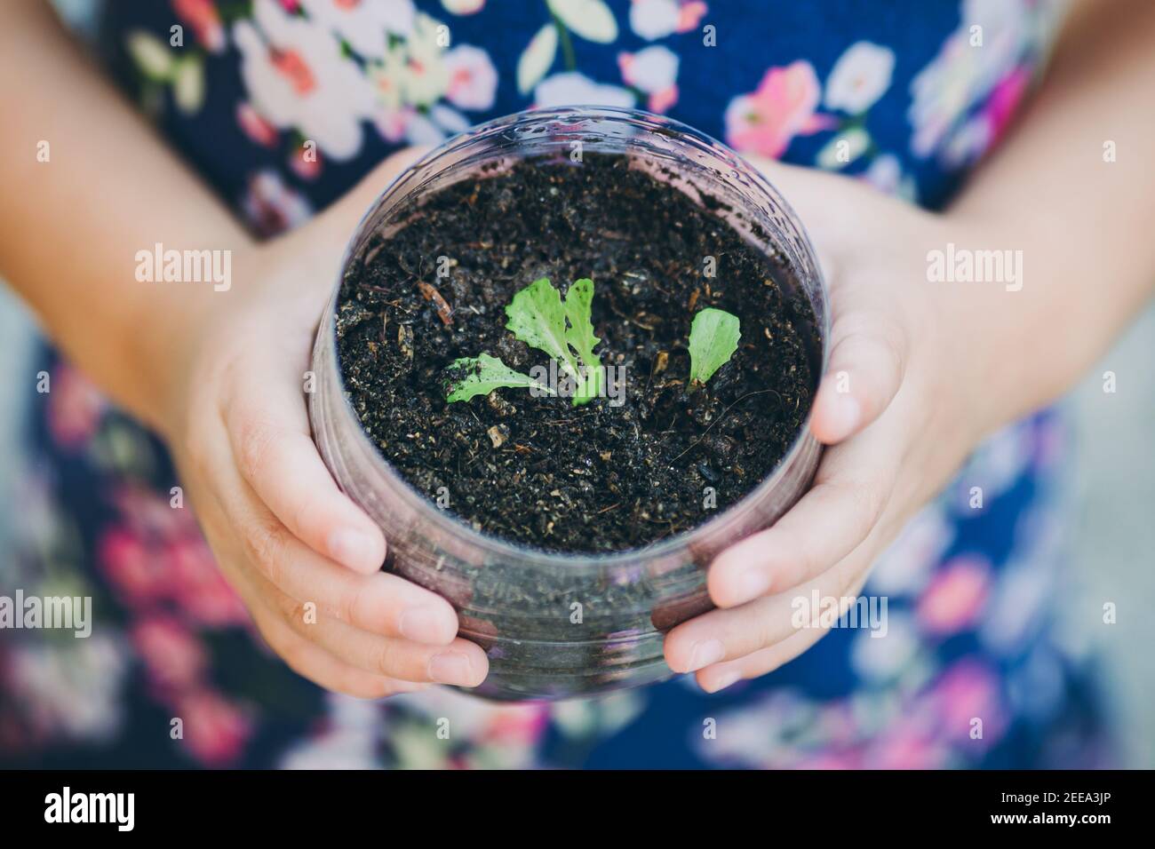 kid planting vegetable sprout in a recycled plastic reused bottle. Concept for grow your own food at home for sustainable living. Stock Photo
