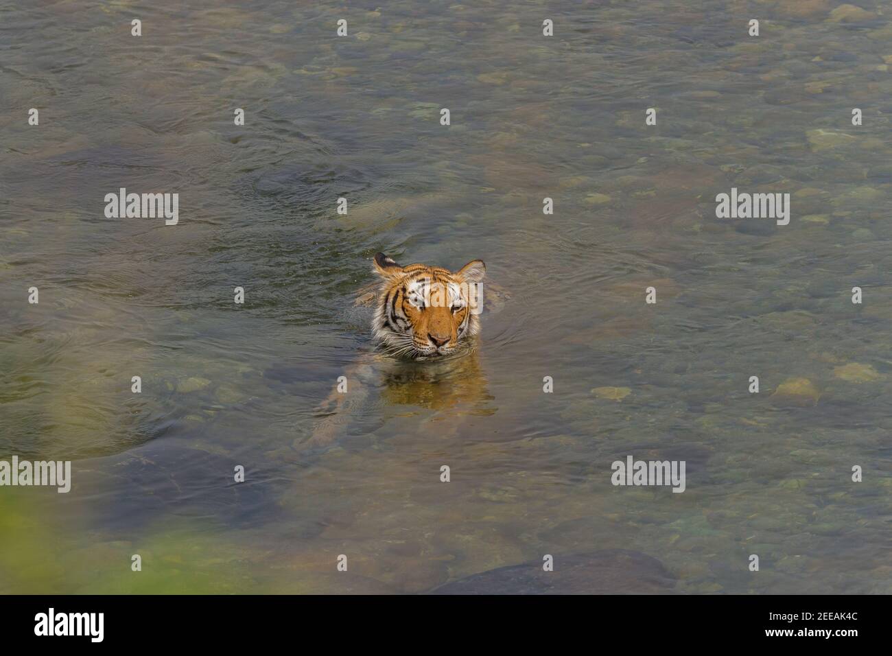 Adult female Bengal Tiger relaxing in the cool water of Ramganga river on a summer afternoon at Corbett National Park, Uttarakhand, India Stock Photo