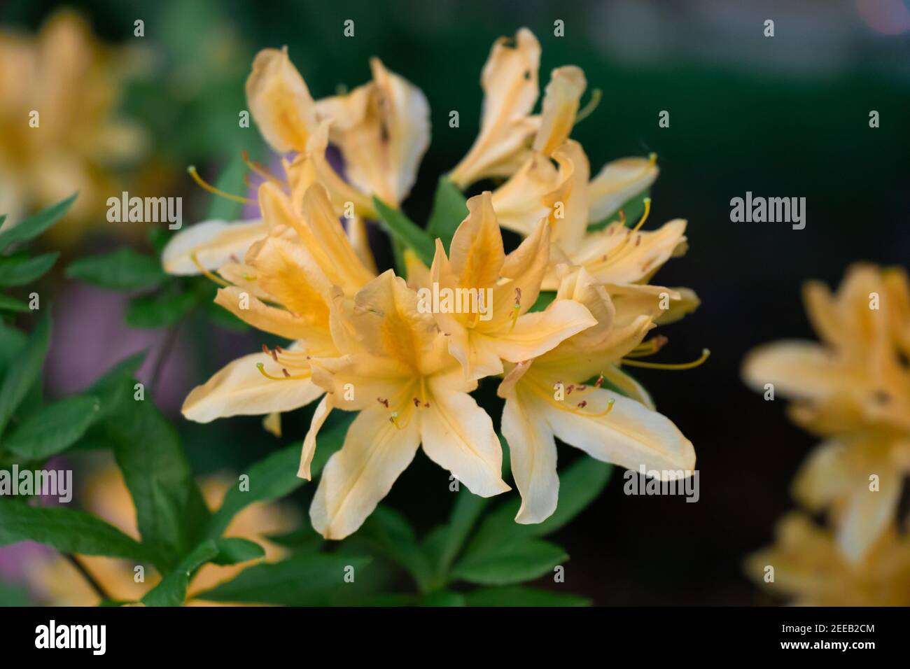 Close up of beautiful Yellow Azalea or Rhododendron Austrinum flowers in Vancouver Stock Photo