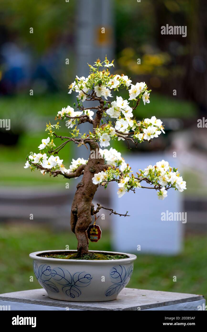 Ho Chi Minh City, Vietnam - February 14, 2021: Ochna integerrima - Blooming  yellow and white flowers bonsai at a flower contest Tao Dan Park in lunar  Stock Photo - Alamy