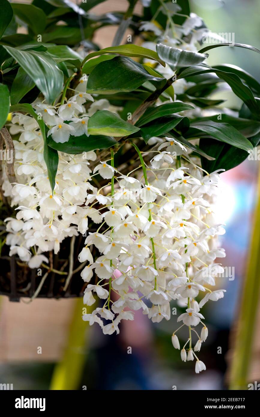 Amazing beauty of tropical rainforest orchids. Dendrobium Primulinum